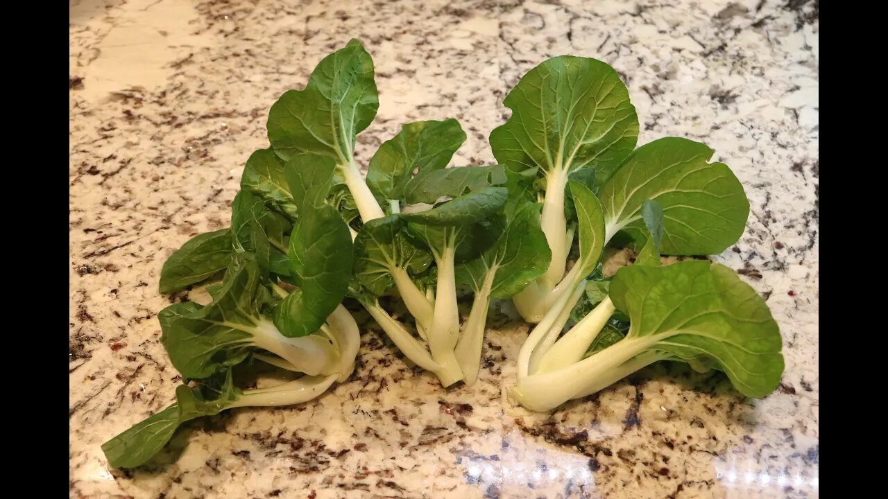 Harvesting Bock Choi (Easy to grow in your back yard)