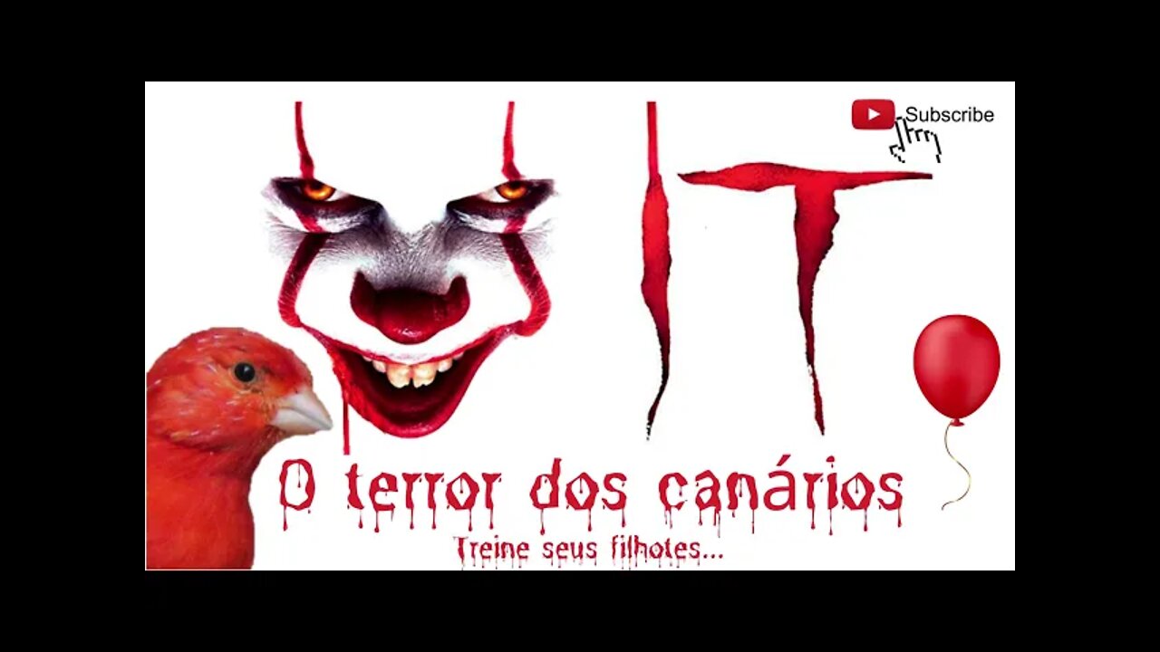 IT O terror dos canários - treino para filhotes