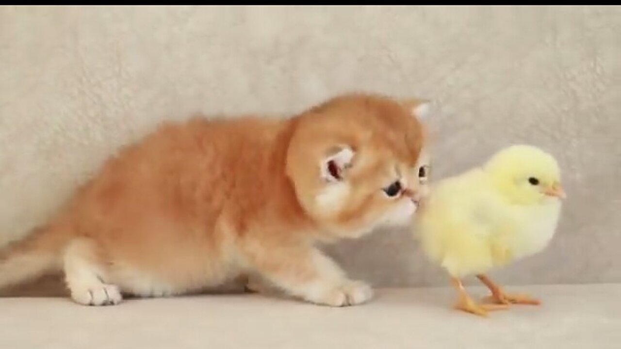 Cats stroll with a minuscule chicken