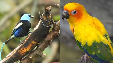 Amazing Cute Birds On The Tree