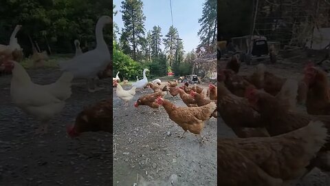 Simple life #homestead #homesteadlife