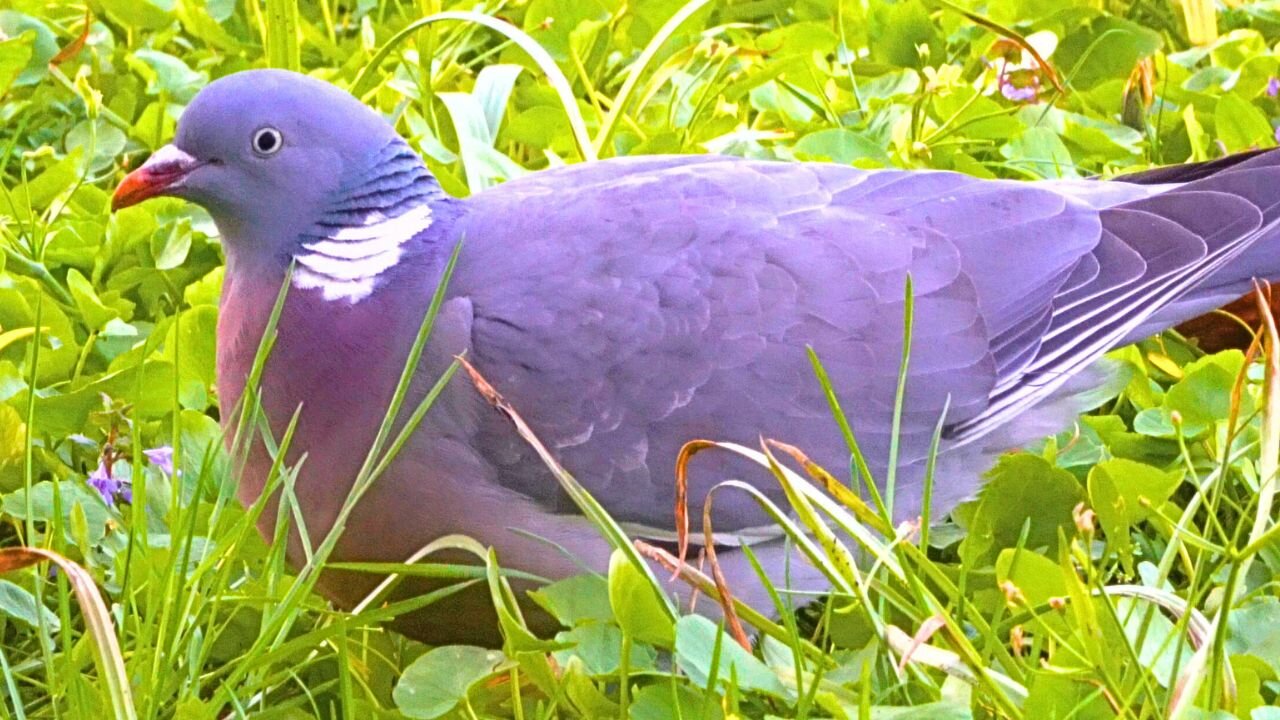 Third Encounter with Common Wood Pigeon, another Foraging Female