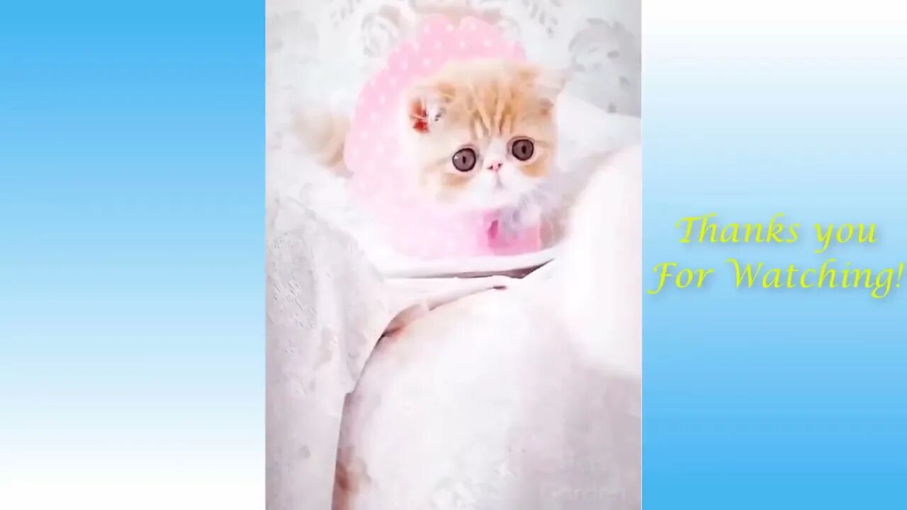 Funny video And Cute CatS Life Cats And Owners Are The Best Friends Videos