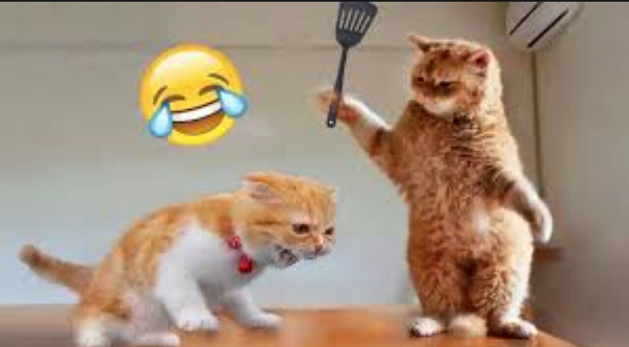 Funny dog and cats