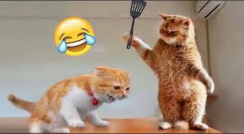 Funny dog and cats