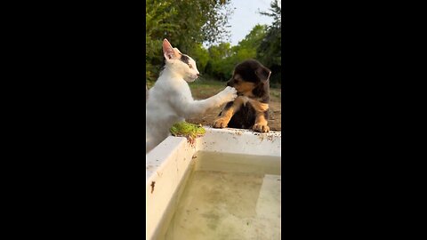 Fighting cat and dog video#sad_dog#sad_cat#rumbel