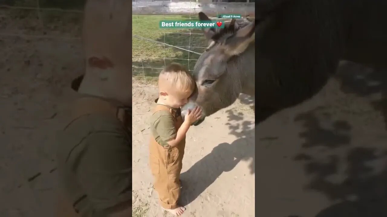 🐎Friendship Between Donkey and Baby👶#shorts