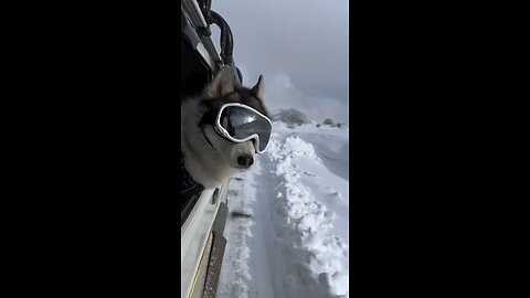 Siberian husky in leh ladakh❤️