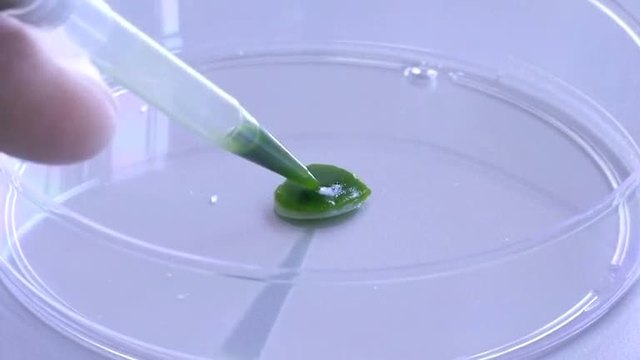 Artificial skin can be harnessed from algae