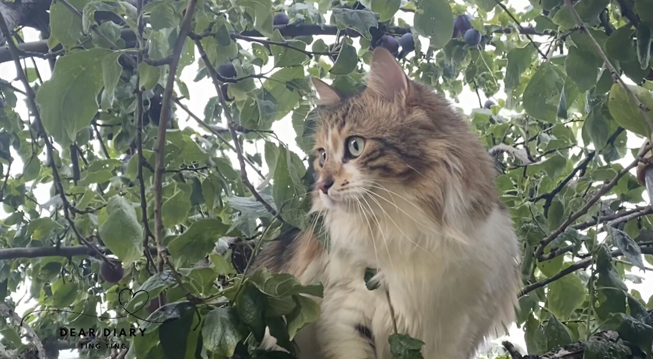 Tree Climbing | DearDiaryTingTing | #CatVlog #OutdoorNature #PawsExplore