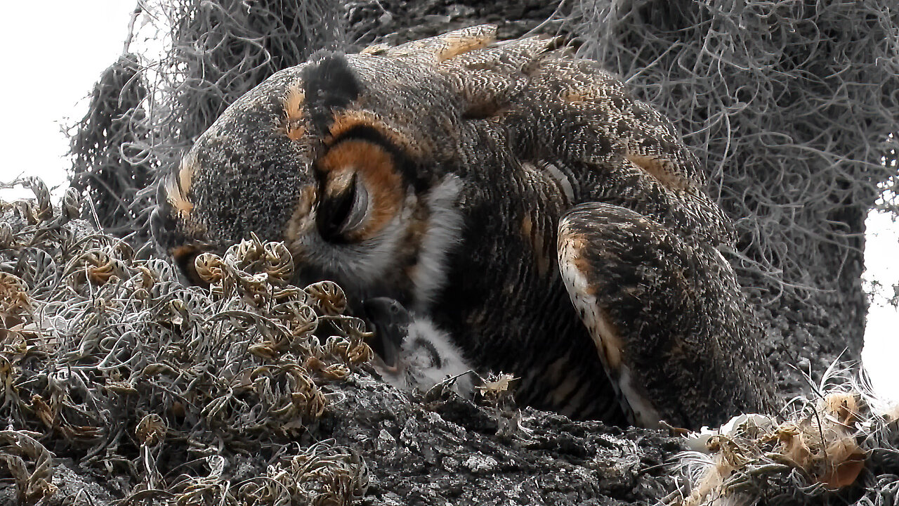 Owl Momma Feeds Baby