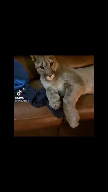 pues de que tamaño tenías los ratones en tu casa 😁