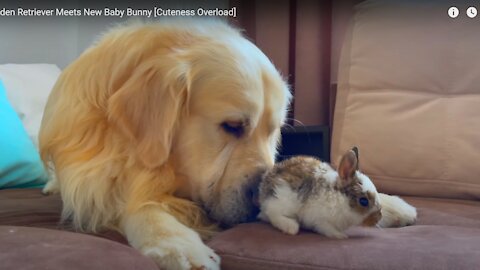 Golden Retriever Meets New Baby Bunny, TOO CUTE❤
