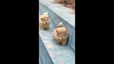 dog videos