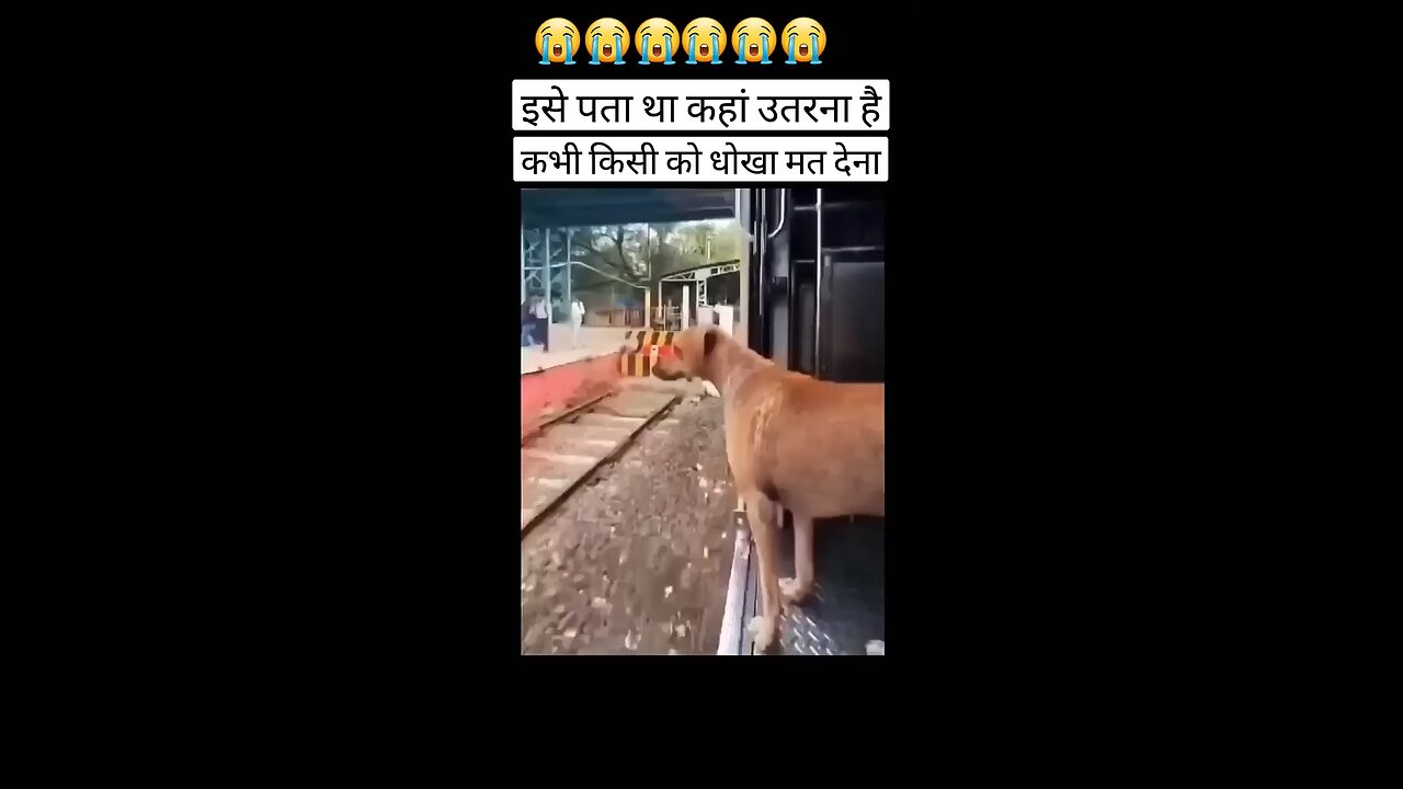 dog at station#viral