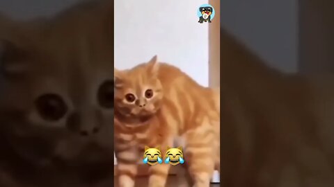 BEST 😍FUNNY😍 PET VIDEOS #40 - Try Not To Laugh #shorts