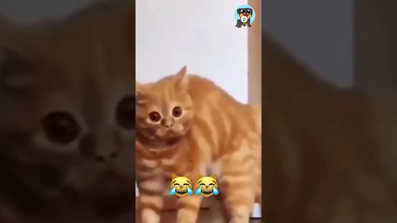 BEST 😍FUNNY😍 PET VIDEOS #40 - Try Not To Laugh #shorts