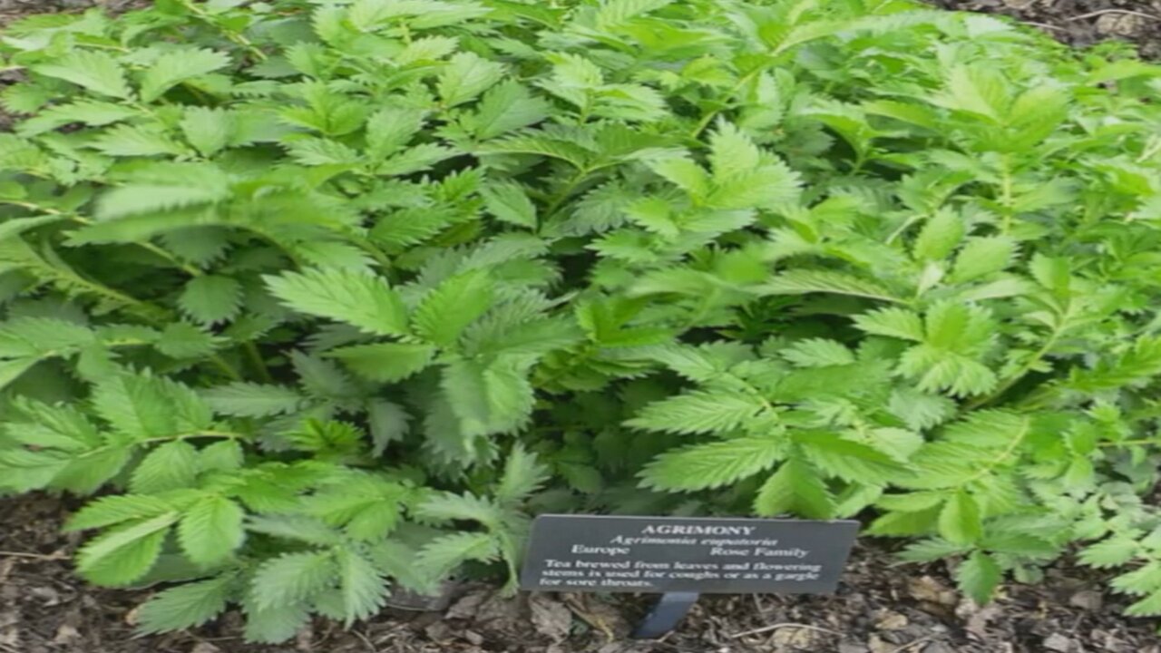 Agrimonia ( Agrimonia eupatoria ) serve e é utilizada no tratamento de inflamações