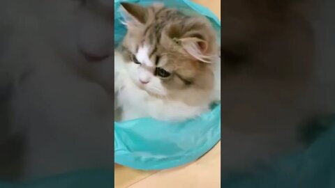 FUNNY CUTE KITTEN - Tiktok Compiled #Shorts