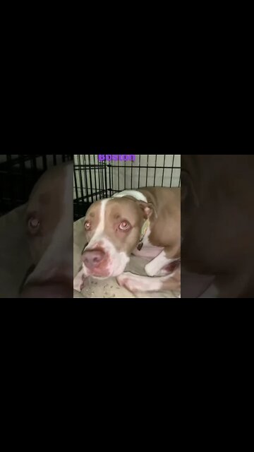 [Shorts 0106] BOSTON [#dogs #doggos #doggies #puppies #dogdaycare]