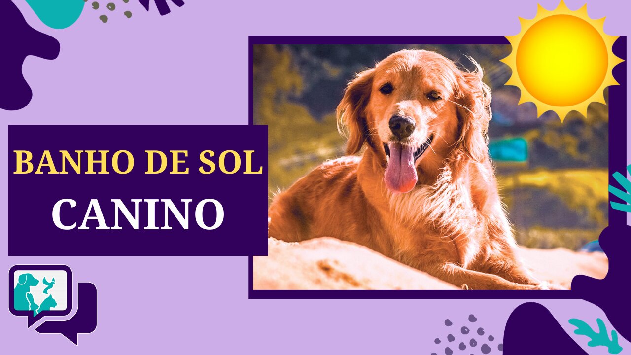 Por Que os Cães Ficam ao Sol?