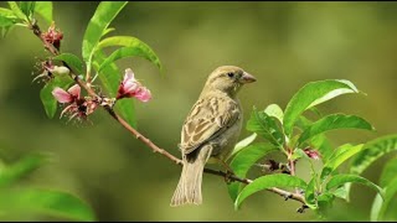 Healing birds chirping. Nature forest sounds from birds signing. Relaxing sleep sounds. Instantly fall asleep into deep sleep