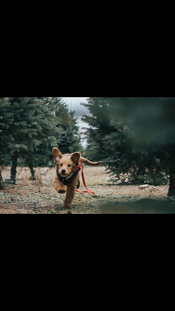 Most amusing, Dog Awesome Funny Pet Animals Videos. (Funny Animals #238)