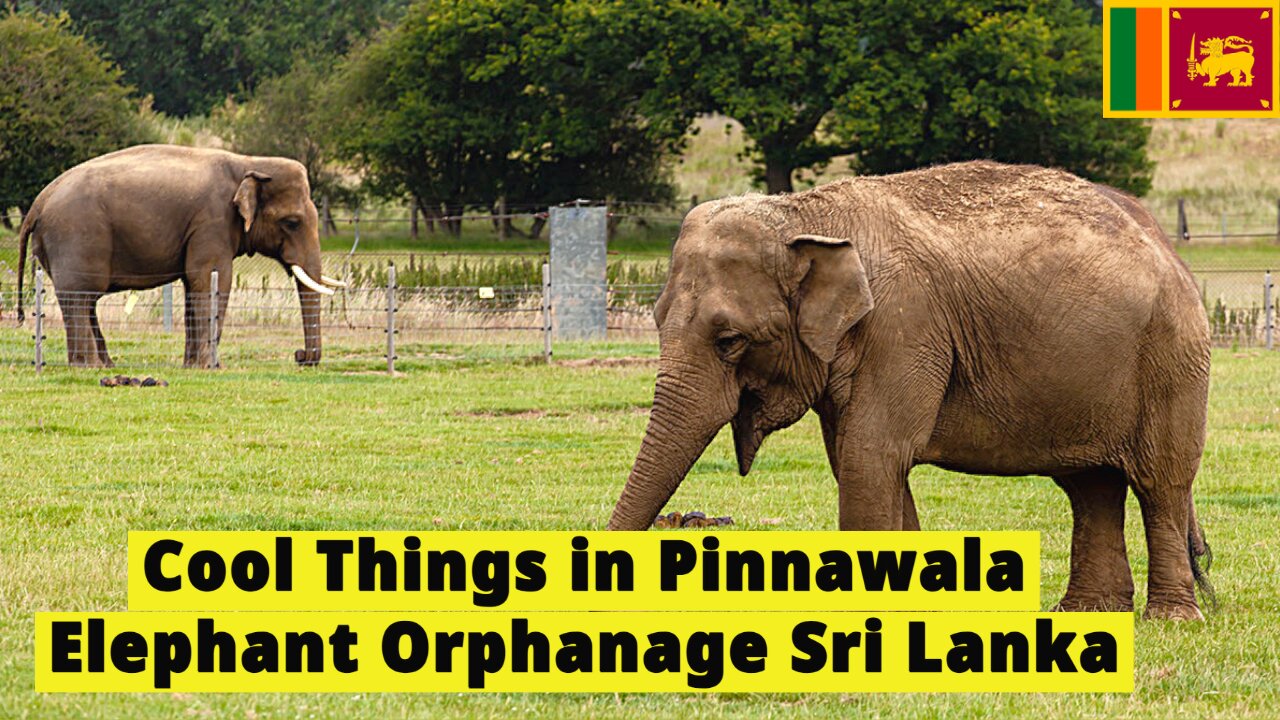 Amazing Pinnawala Elephant Orphanage Sri Lanka Travel