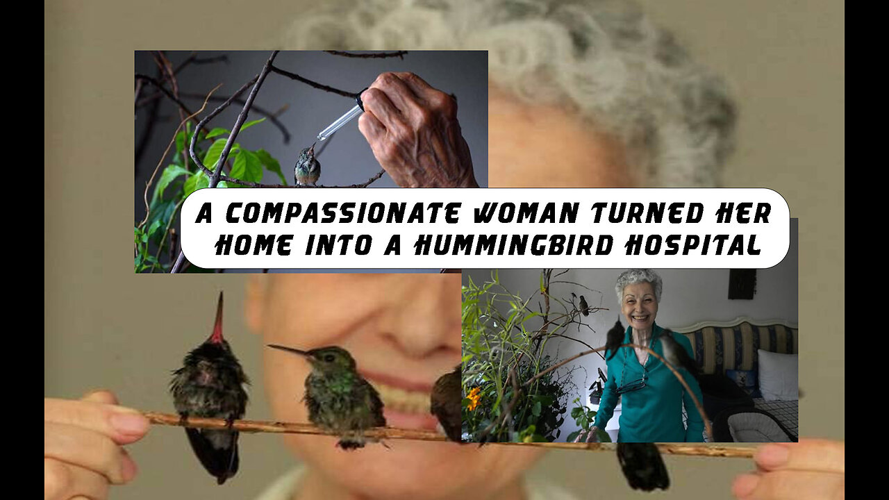 A compassionate woman turned her home into a hummingbird hospital @InterestingStranger