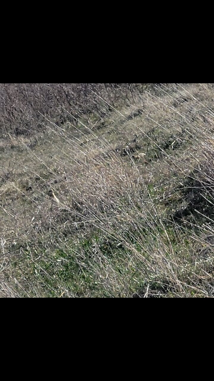 Rodent control at the ranch. thumbnail