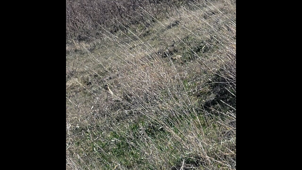 Rodent control at the ranch.