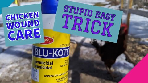 Easiest way to apply Blu-Kote to chickens with wounds