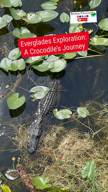 Florida Life🐊Everglades #florida #everglades