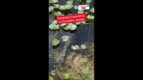 Florida Life🐊Everglades #florida #everglades