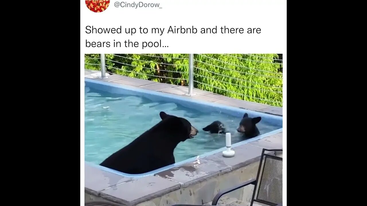 BEARS CAUGHT HAVING A POOL PARTY