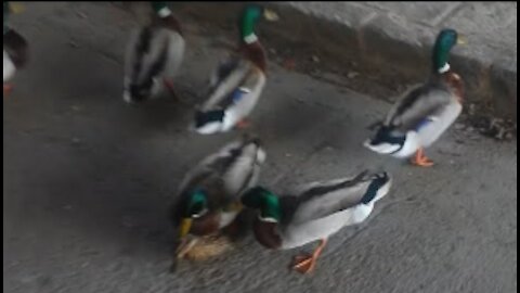 Man Saves Duck's Life