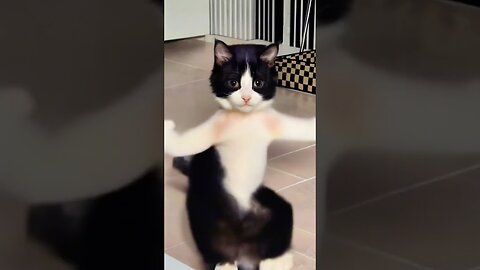 Pet dance.