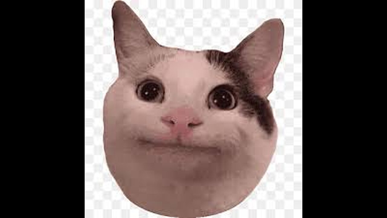 Hilarious cats compilation 🤣