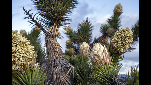 JOSHUA TREE BLOOM