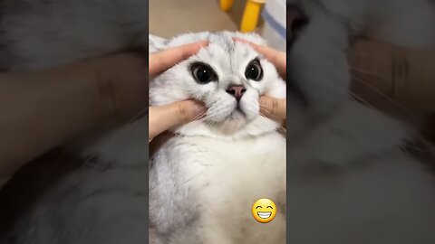 Most Satisfying Funny Cat Video 😂😂😂