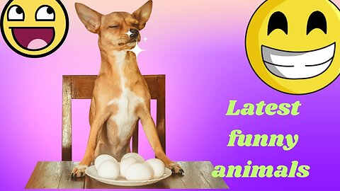 Funny animals doing funny things, Funny animals Hub, latest funny animals 😄😆😀🤣, crazy cats 🐈😻