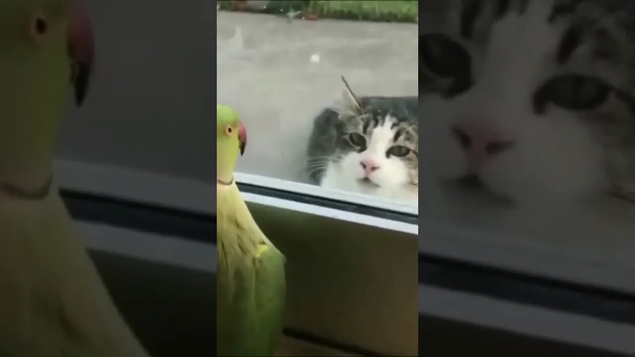Funny Cat , Funny Bird Funny Animal #shorts. #funnybird #funnycat #funnyanimalvideo