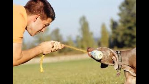 Training Your Dog Fundamentals 2nd Lesson