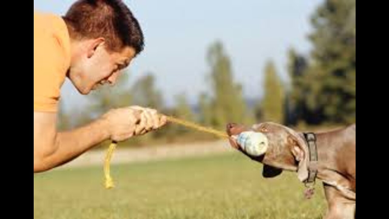 Training Your Dog Fundamentals 2nd Lesson