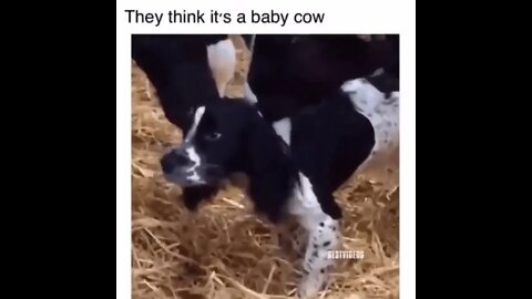 They Think It's a Baby Cow