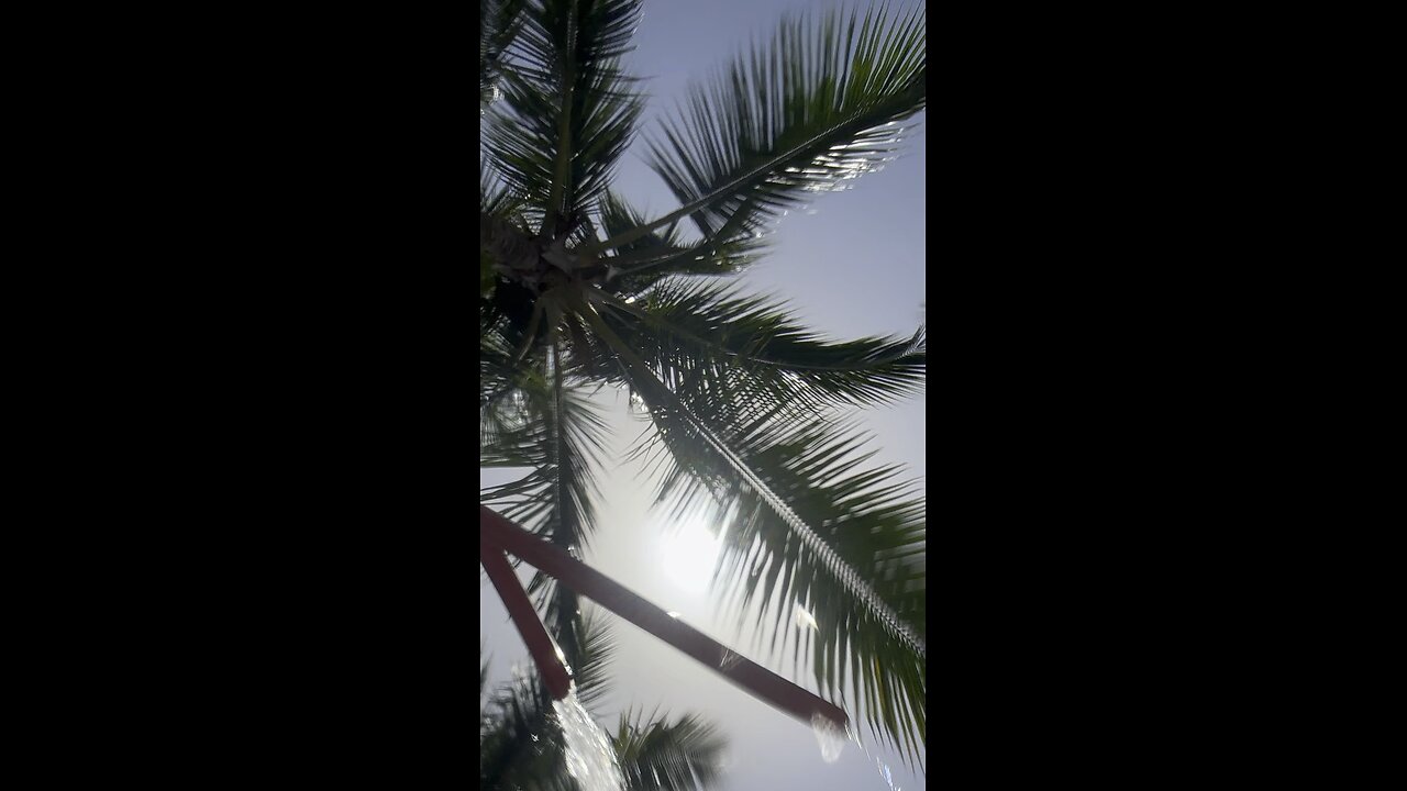 Palm Tree