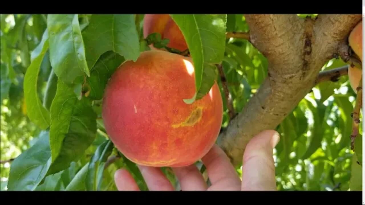 The land of giant peaches and peppers