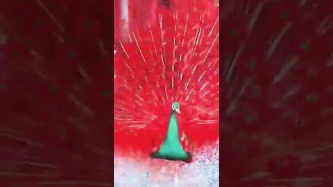 💓💗#peacock 💞💝#beauty of #nature💗💞 #naturelovers💗💞💝
