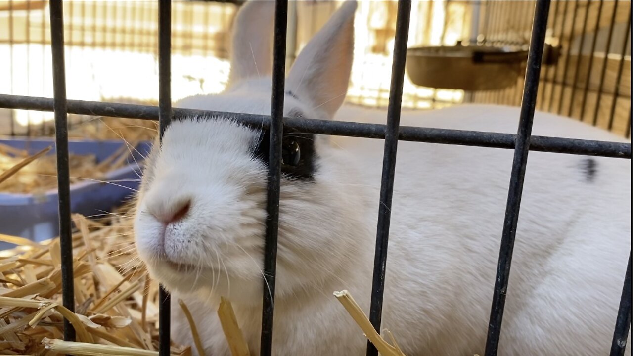 Rabbit sanctuary rescues several bunnies ahead of Easter