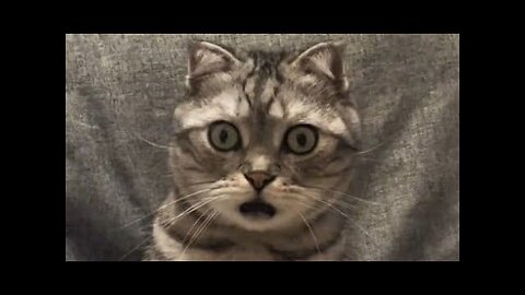 Funny animals - Funny cats dogs - Funny animal videos
